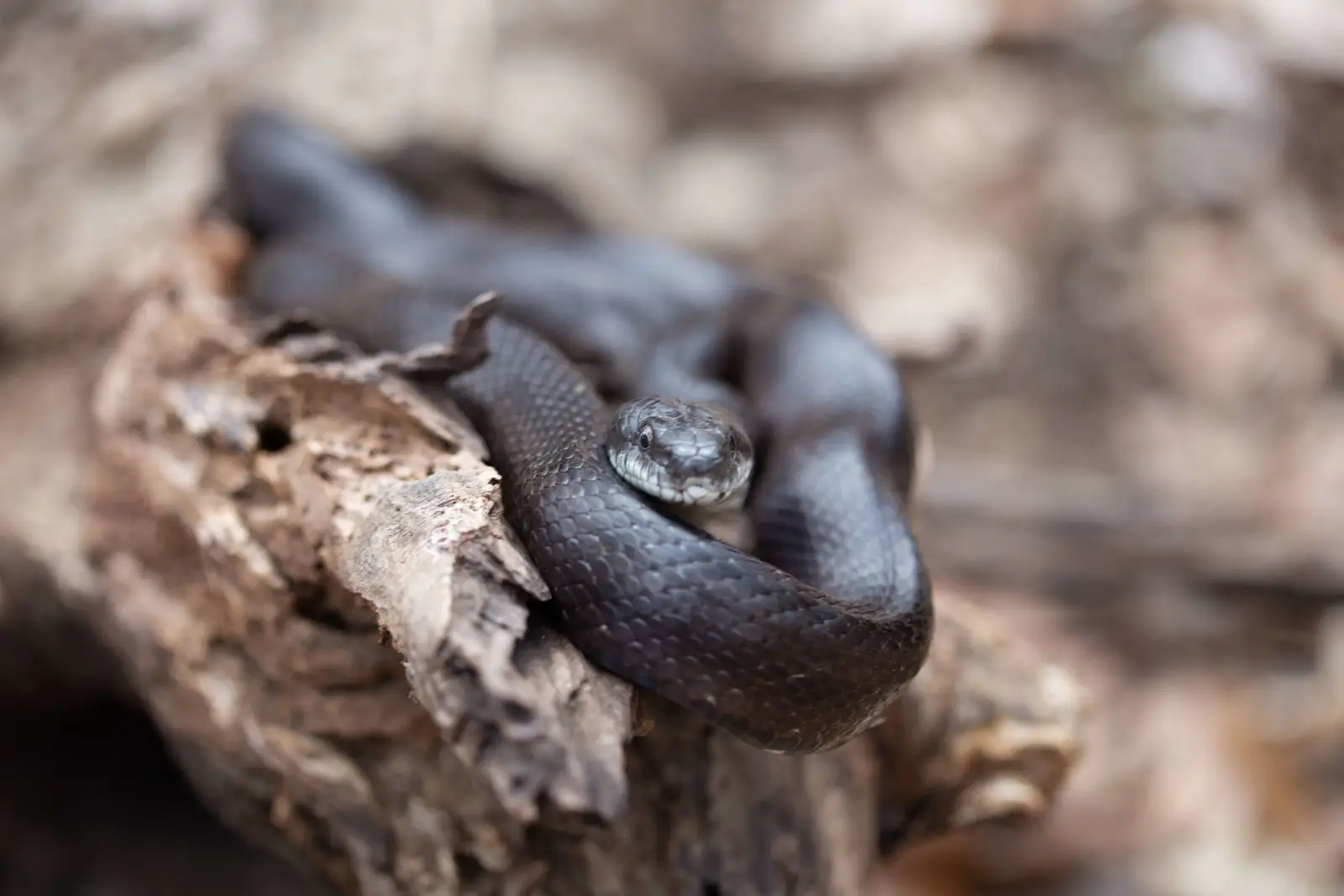 Western-Rat-Snake 06