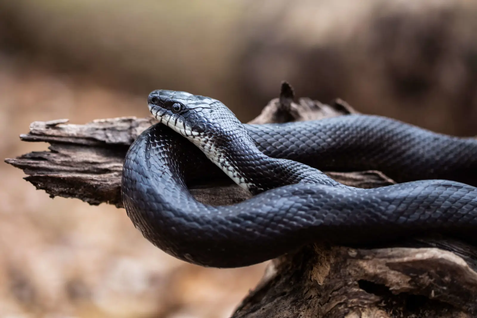 Western-Rat-Snake 07