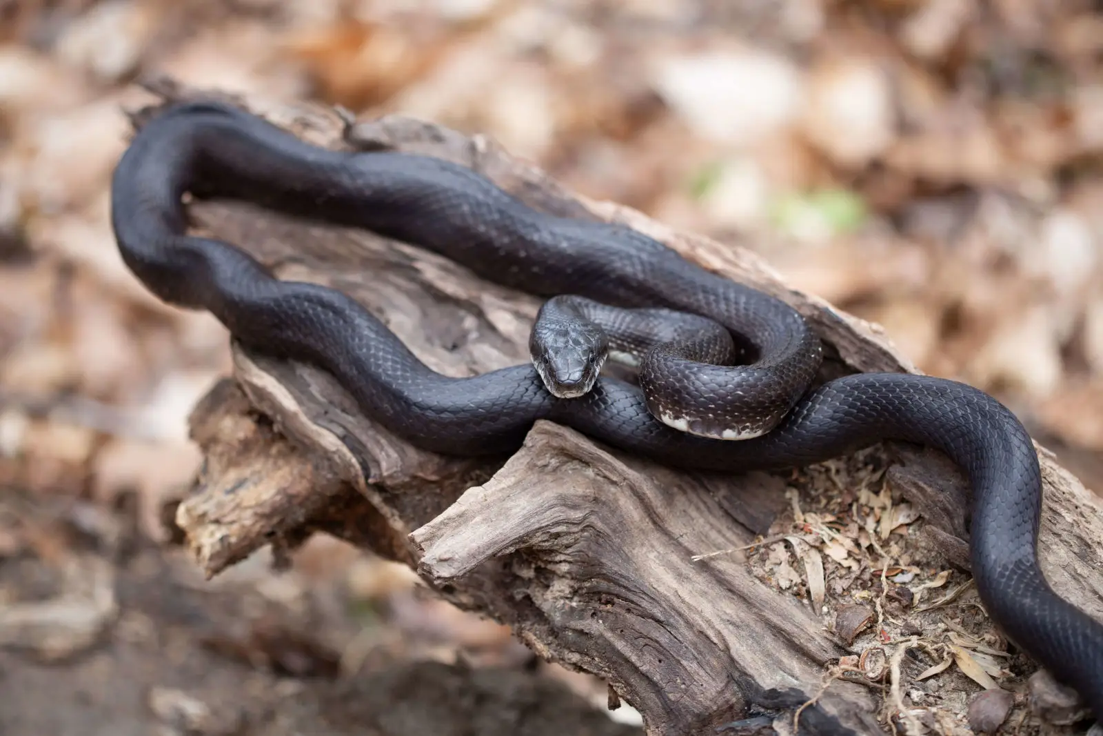 Western-Rat-Snake 08