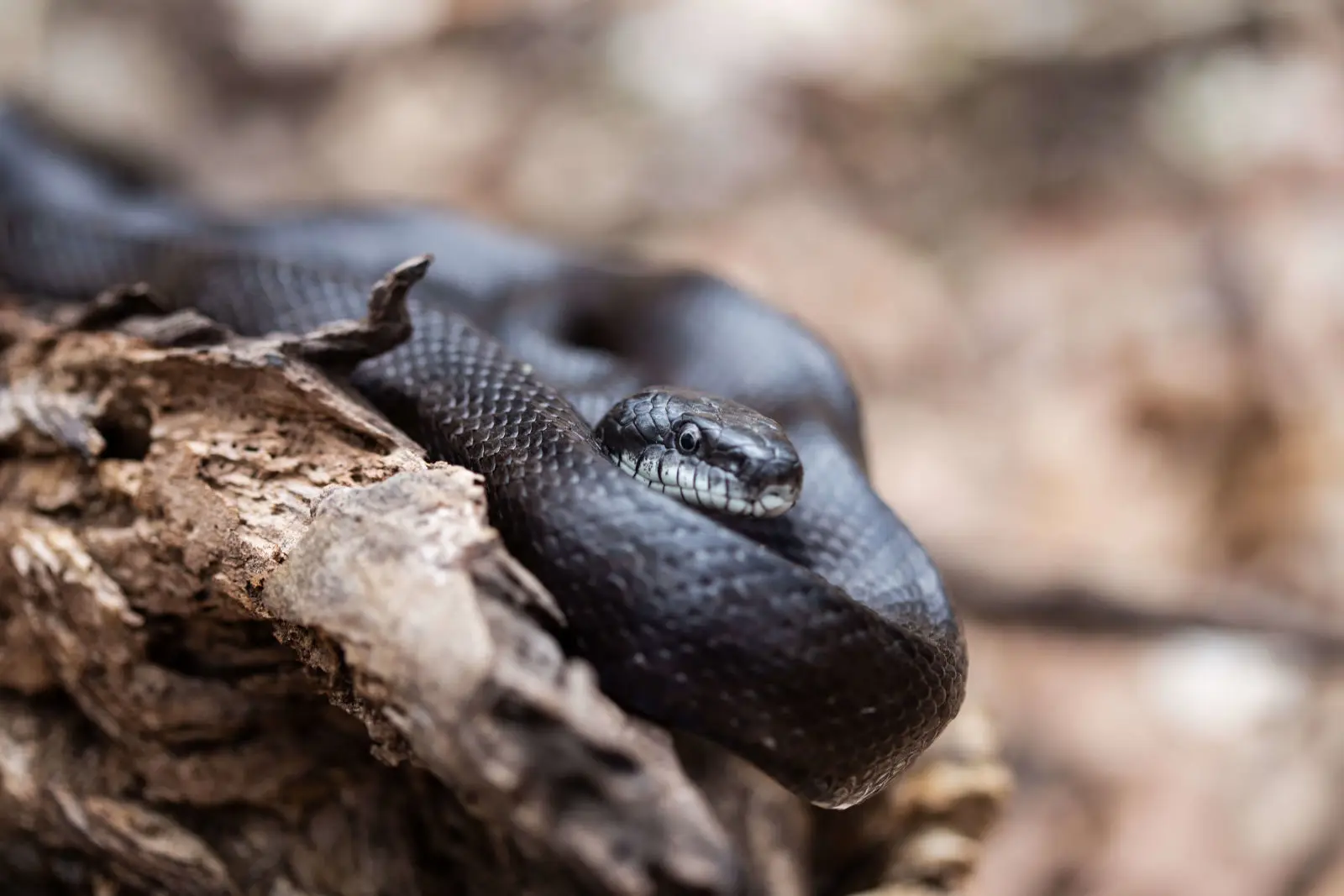Western-Rat-Snake 09