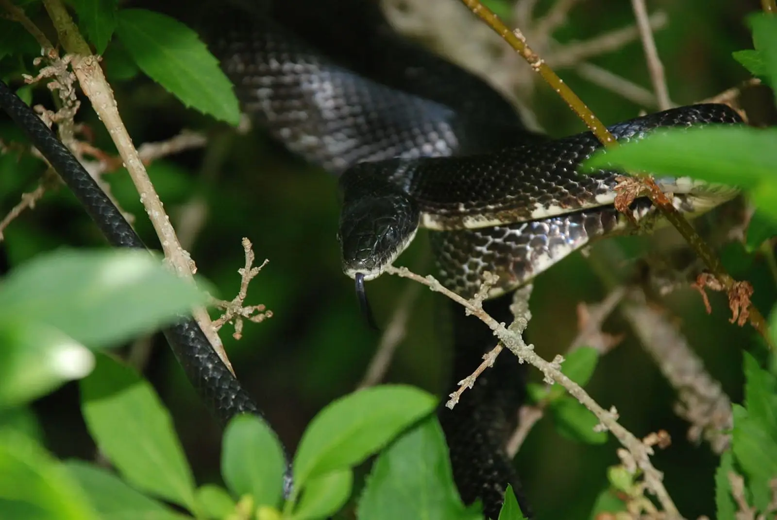 Western-Rat-Snake 11