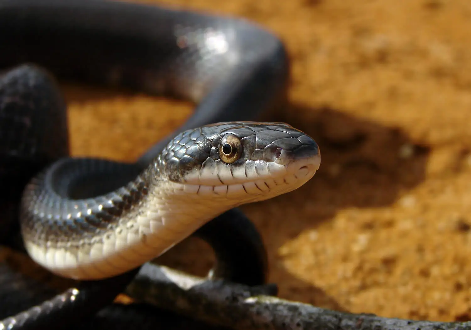 Western-Rat-Snake 12