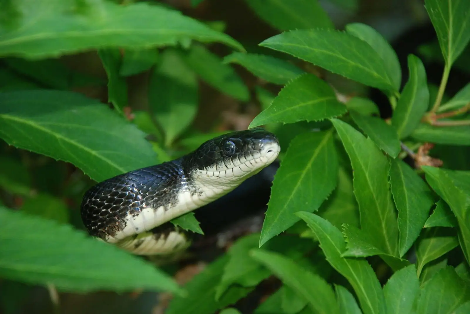 Western-Rat-Snake 13