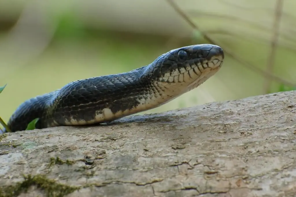 Western-Rat-Snake 14