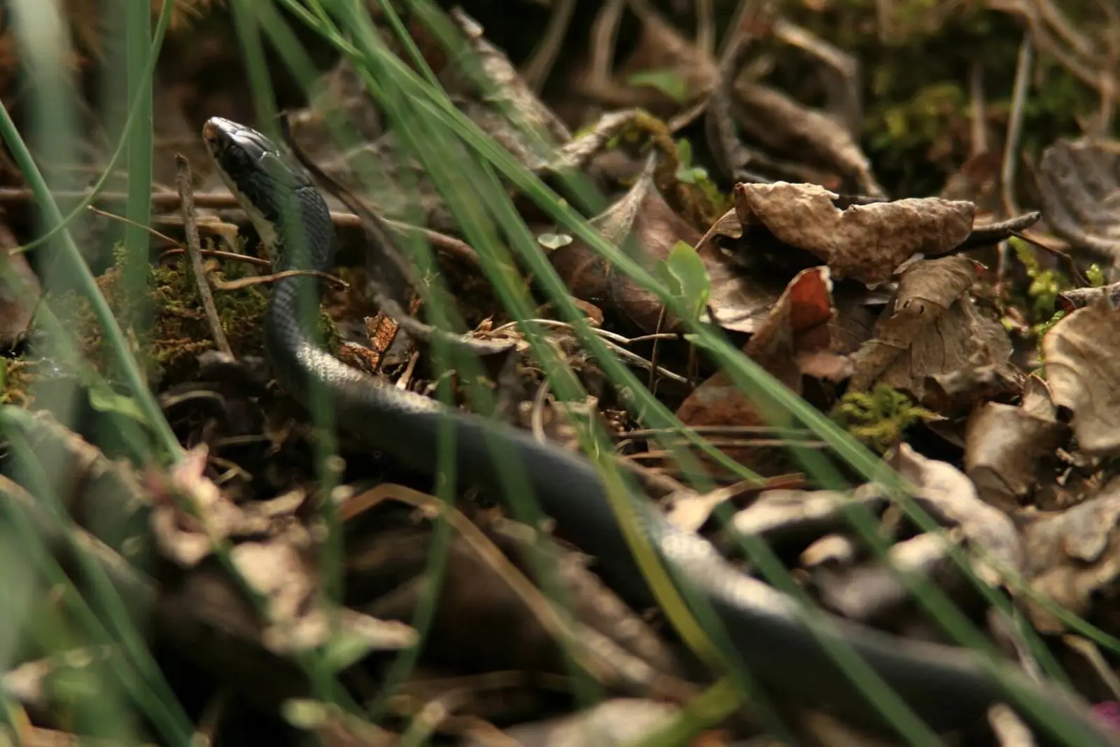 Western-Rat-Snake 15