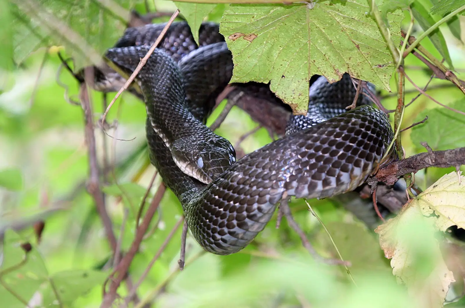 Western-Rat-Snake 16