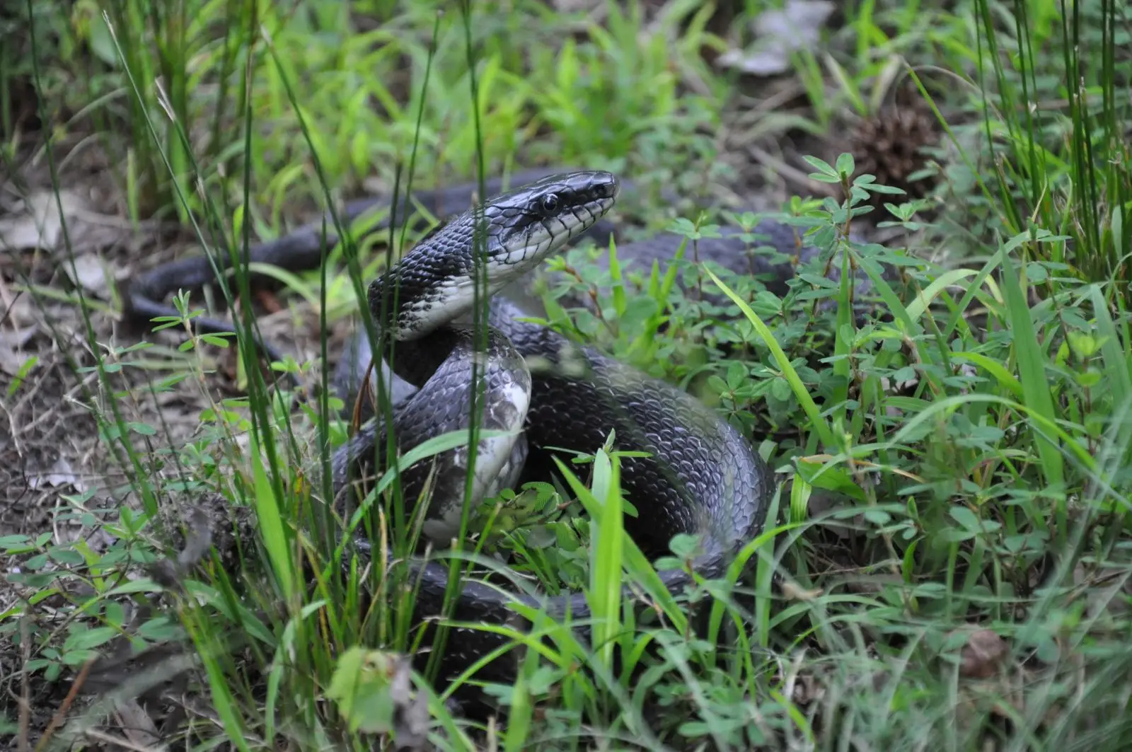 Western-Rat-Snake 17