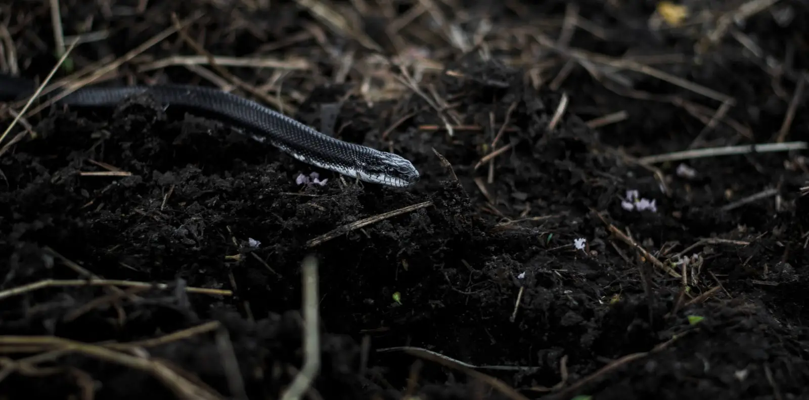 Western-Rat-Snake 18