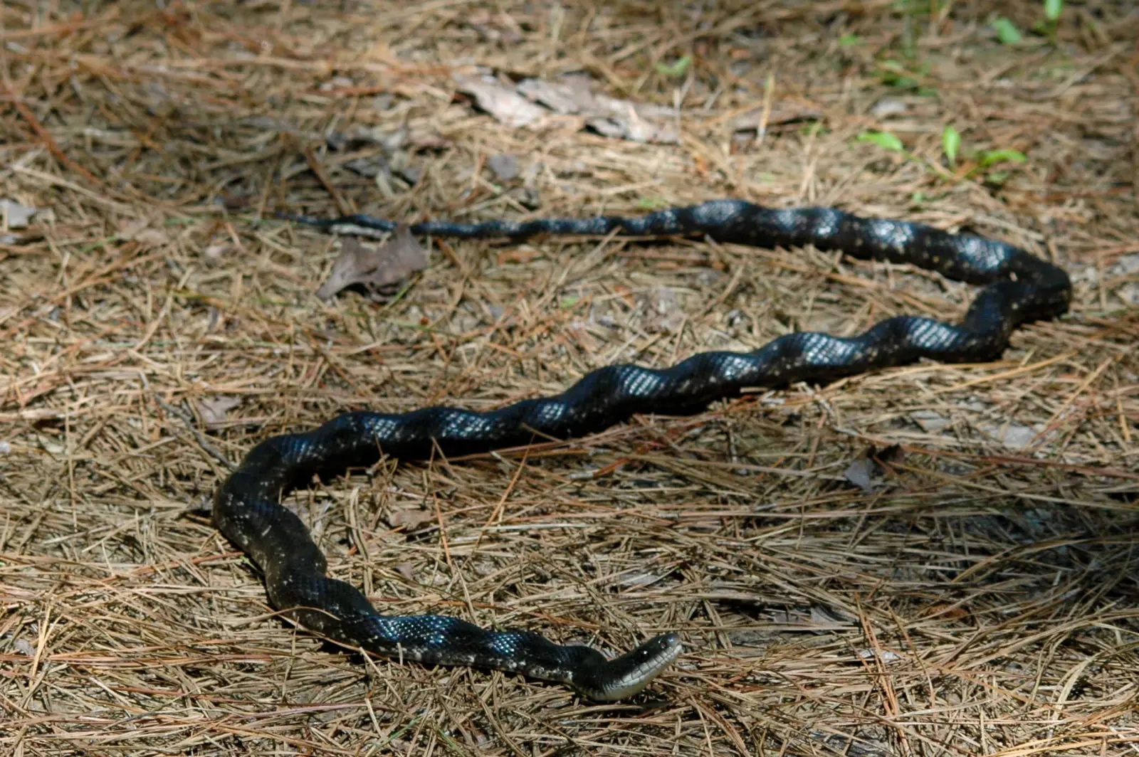 Western-Rat-Snake 19