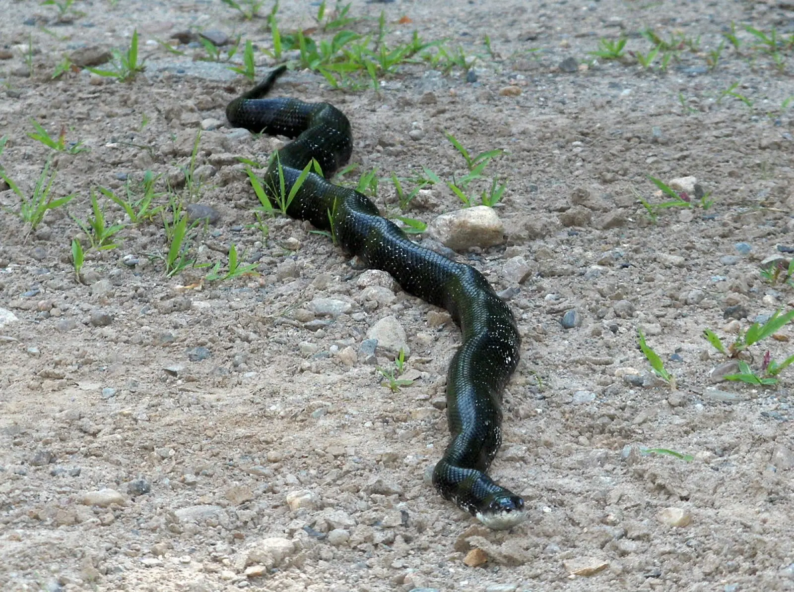 Western-Rat-Snake 20