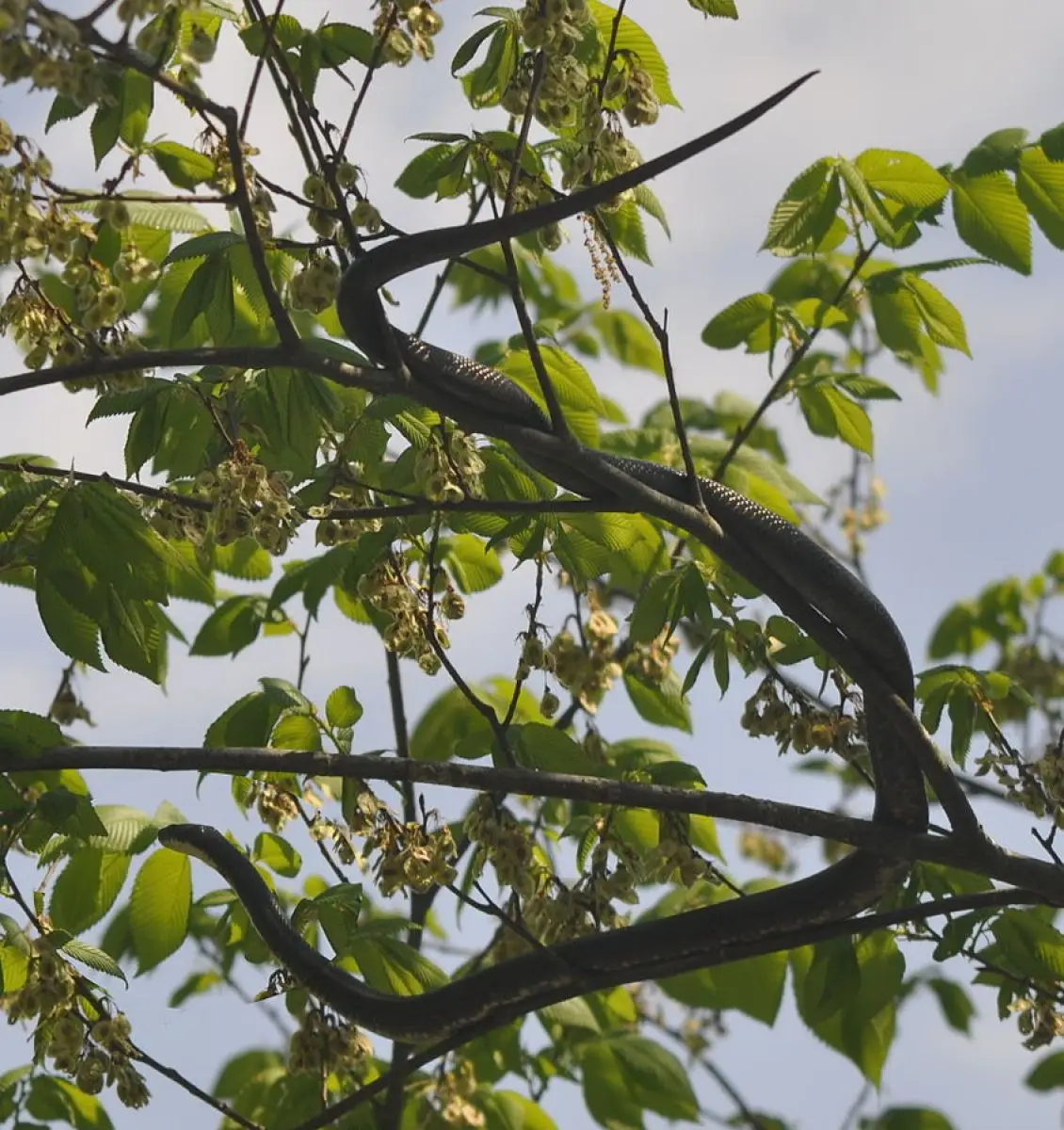 Western-Rat-Snake 21