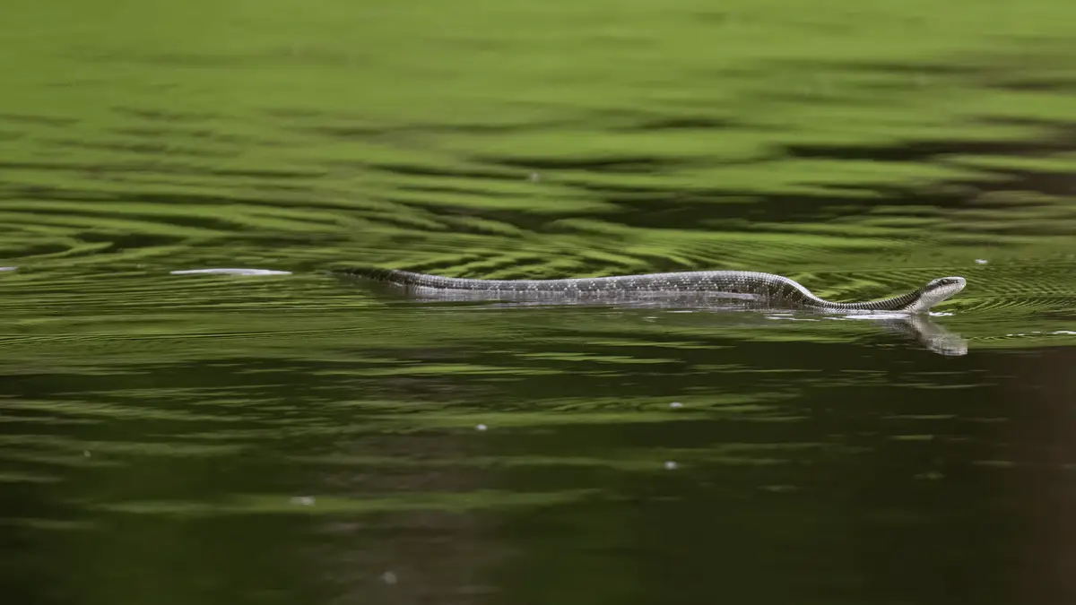 Western-Rat-Snake 22