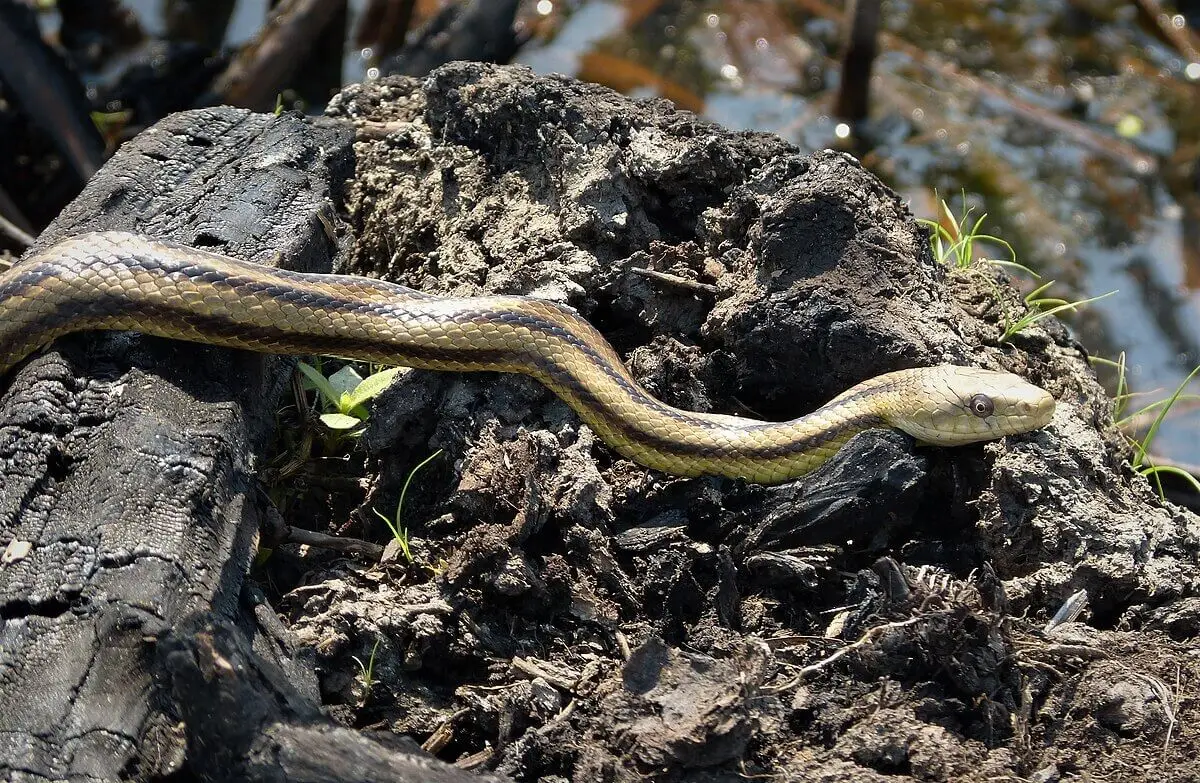 Western-Rat-Snake 23