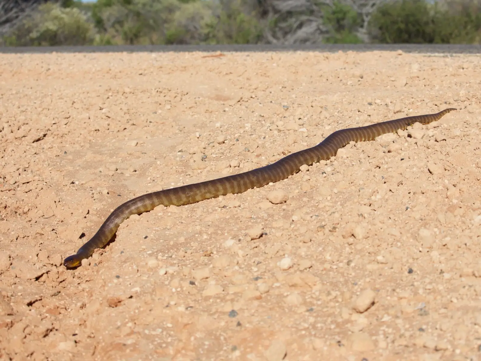 Woma-Python 02
