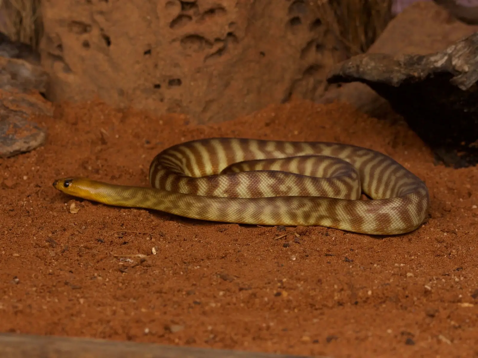 Woma-Python 03