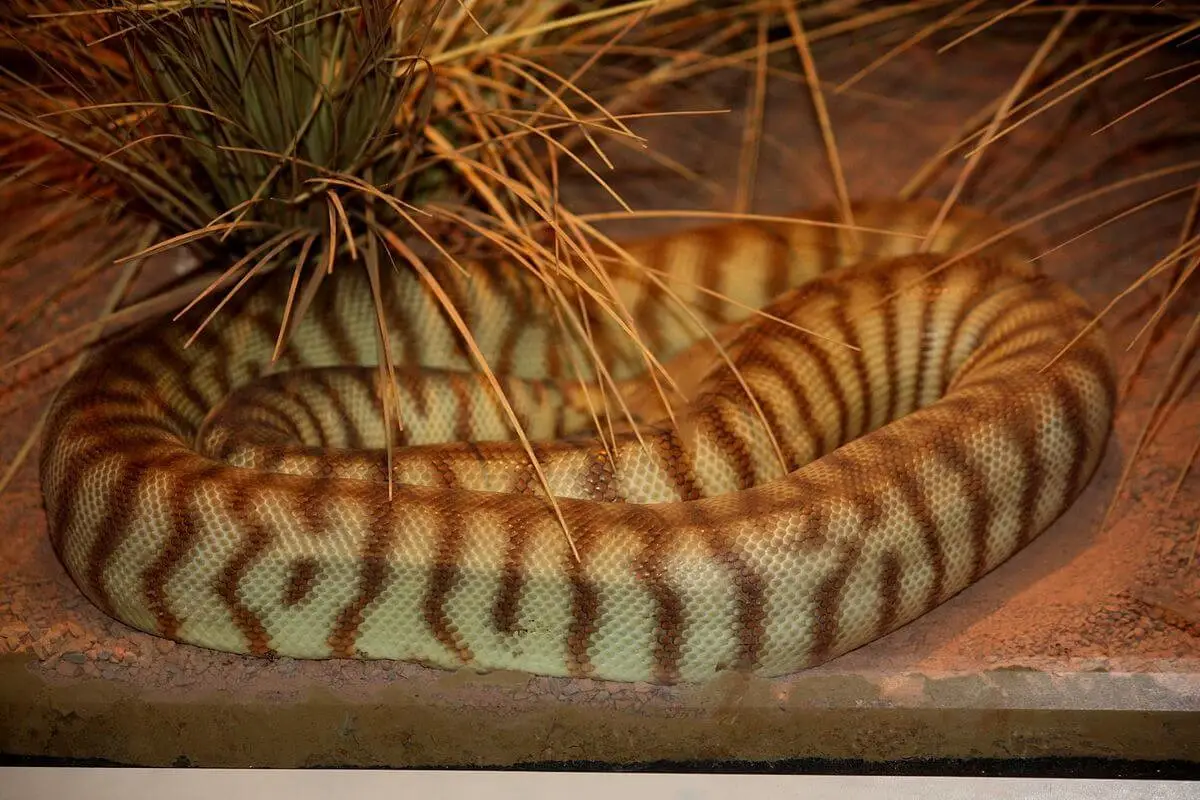 Woma-Python 05