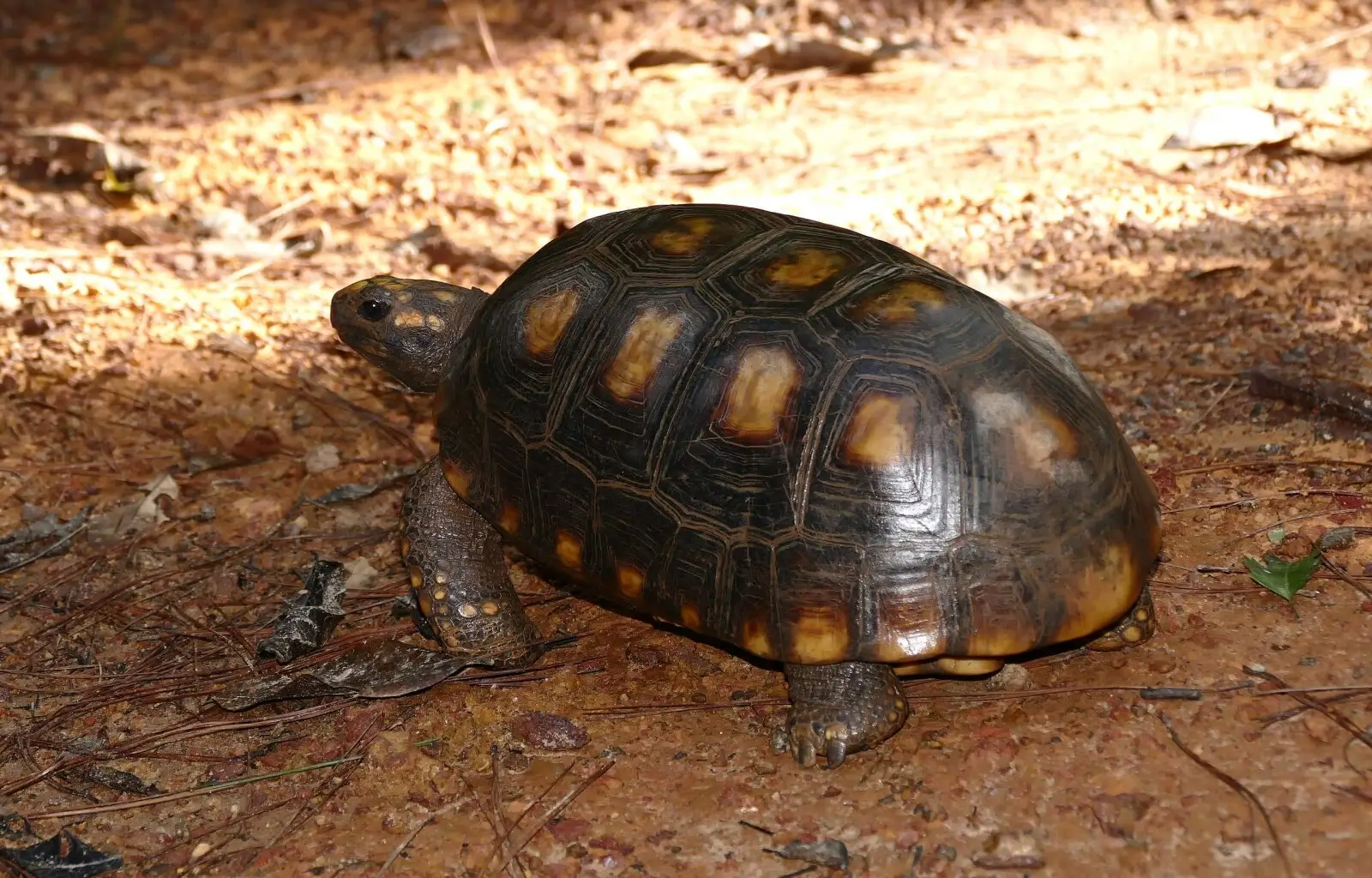 Tortue charbonnière à pattes jaunes