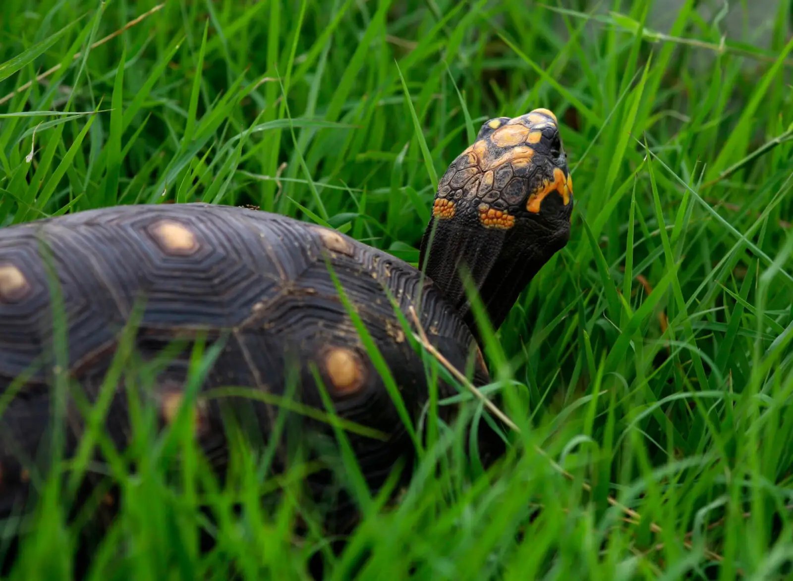Tortue charbonnière à pattes jaunes