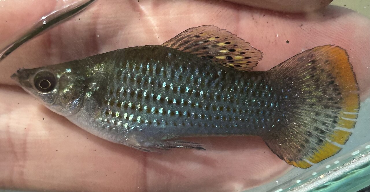 Sailfin-Molly 01