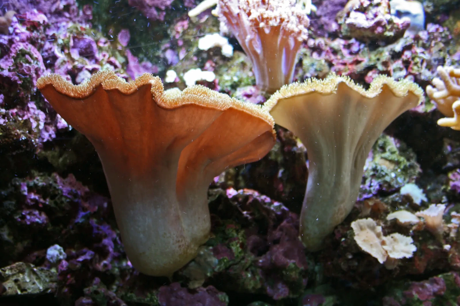 Corail mou (Sarcophyton)