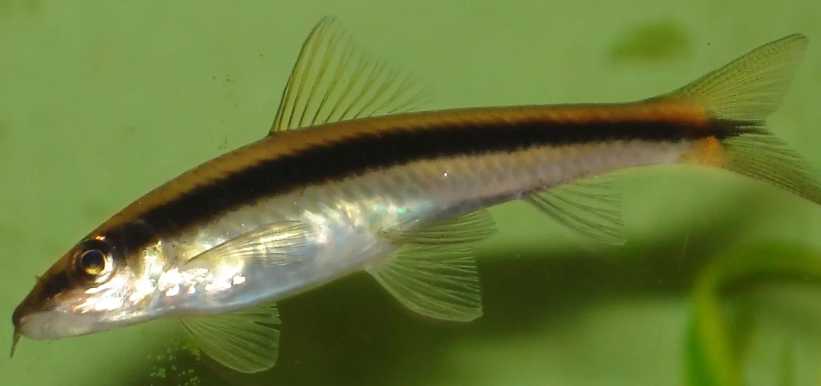 Siamese-Algae-Eater 01