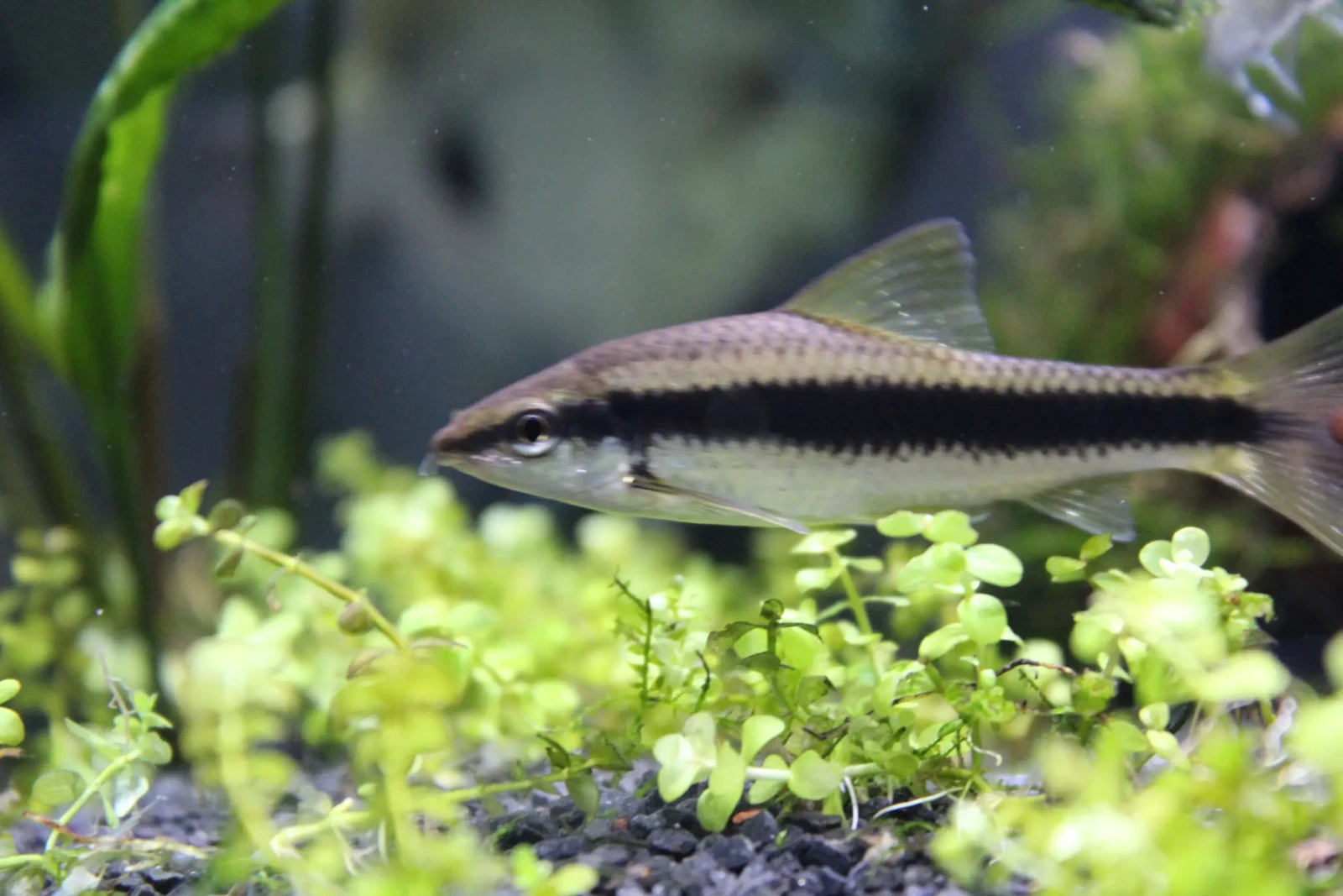 Siamese-Algae-Eater 02