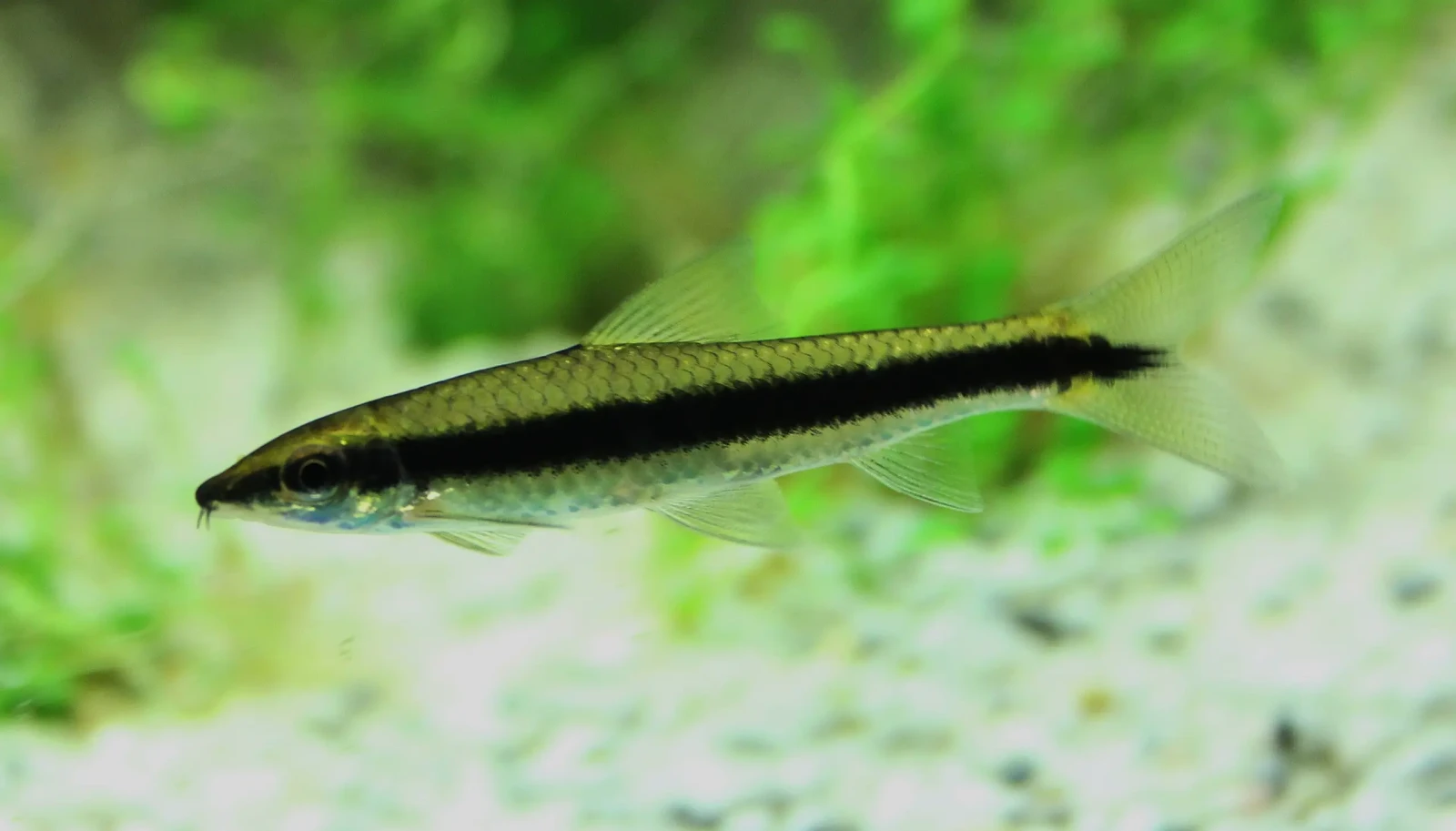 Siamese-Algae-Eater 03