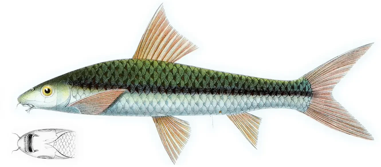 Siamese-Algae-Eater 04