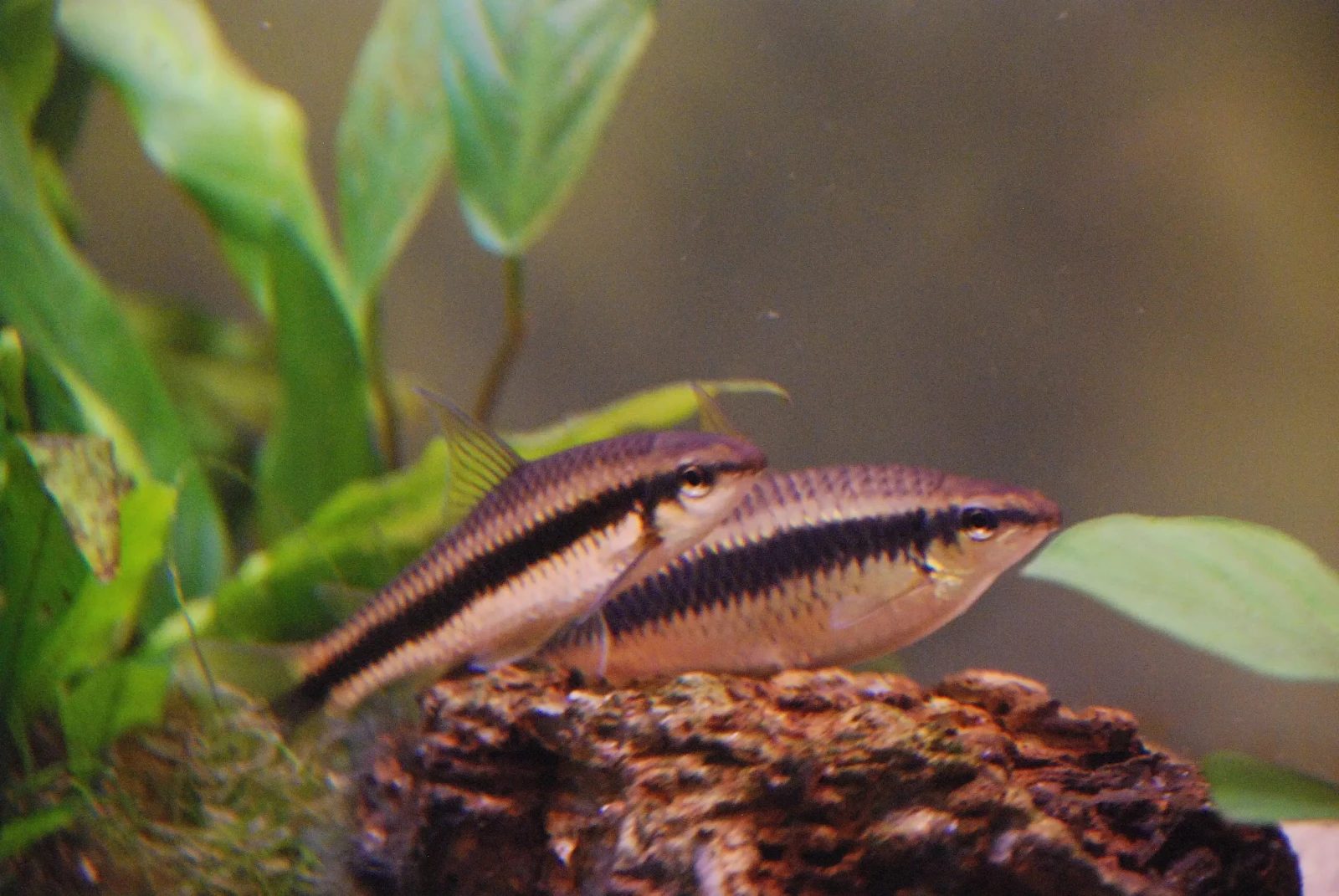 Siamese-Algae-Eater 05