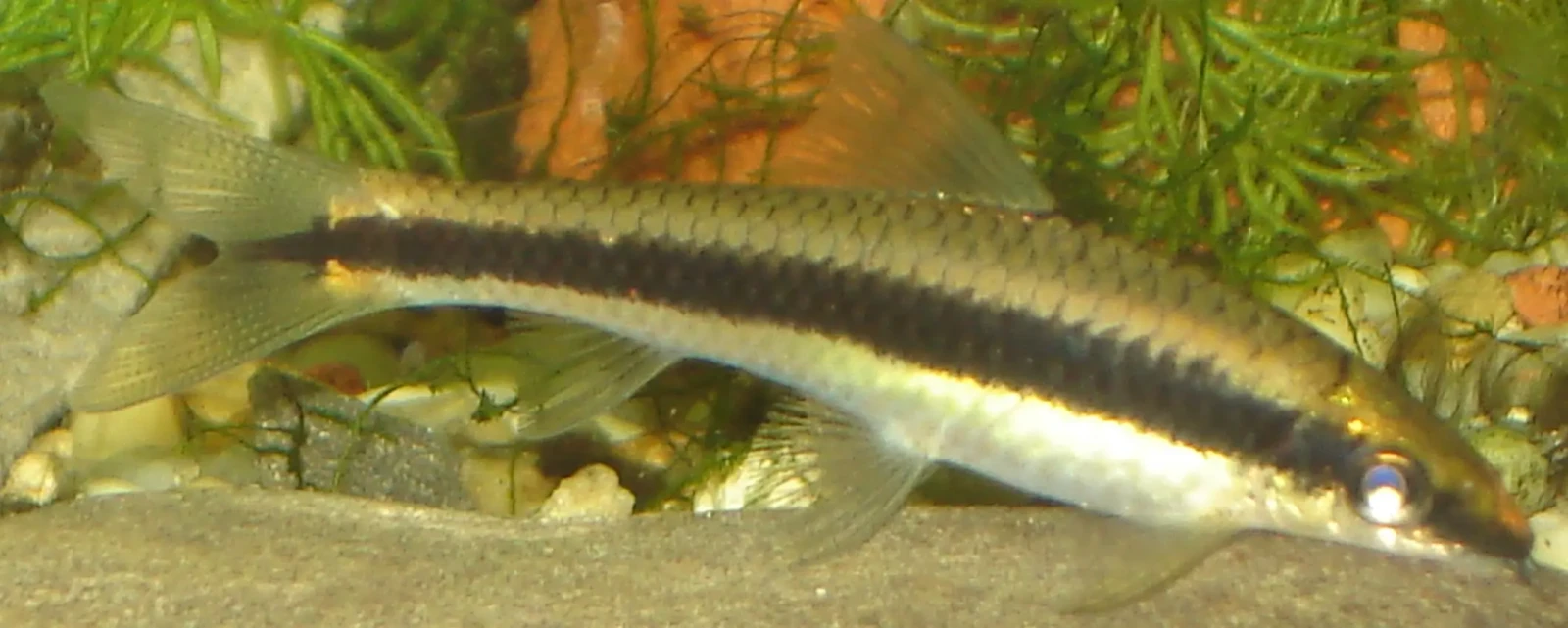 Siamese-Algae-Eater 06
