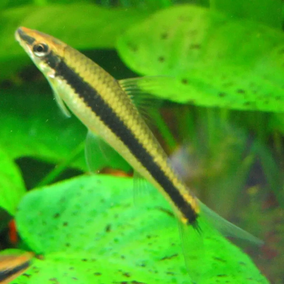 Siamese-Algae-Eater 07