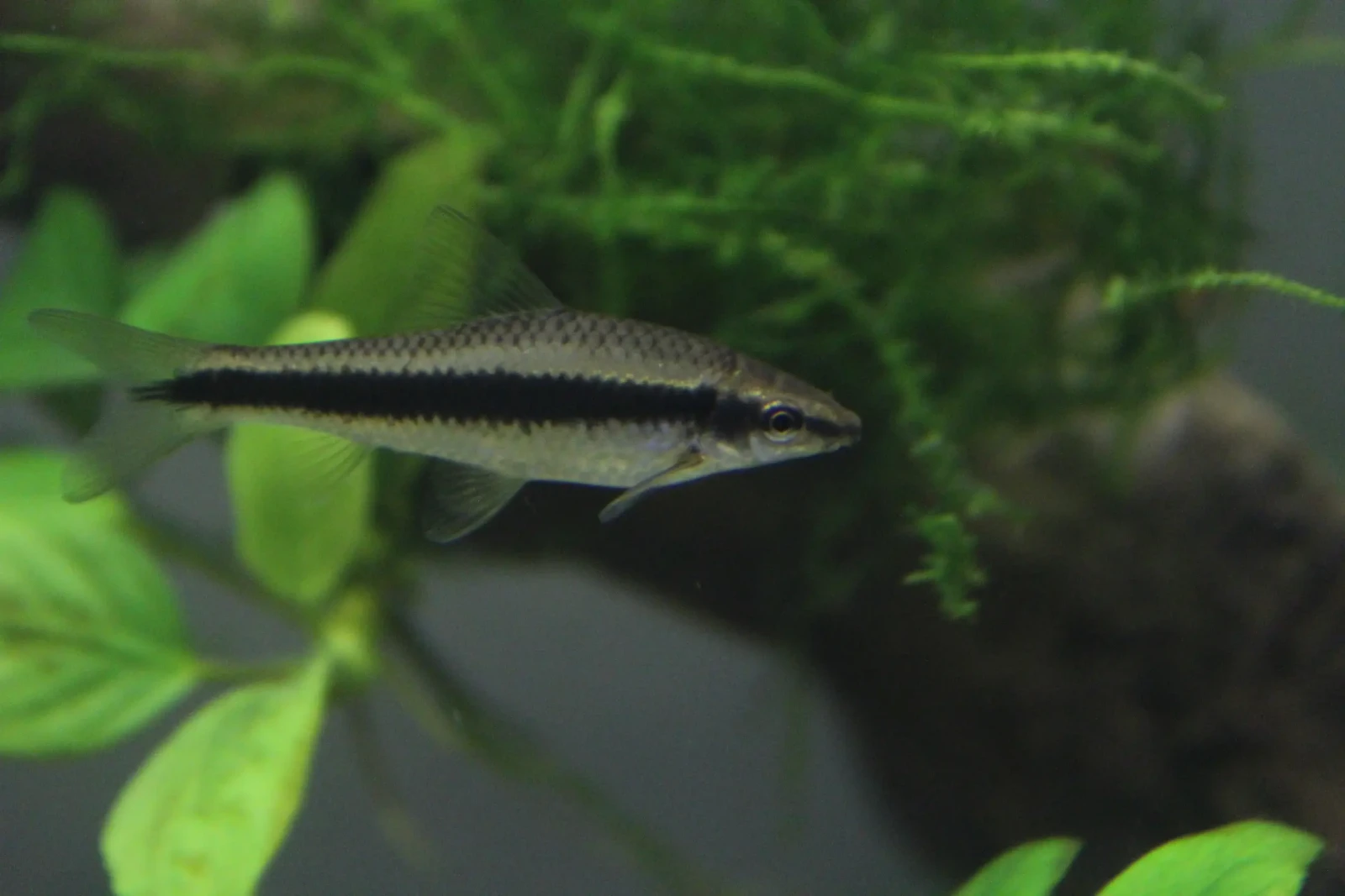Siamese-Algae-Eater 08