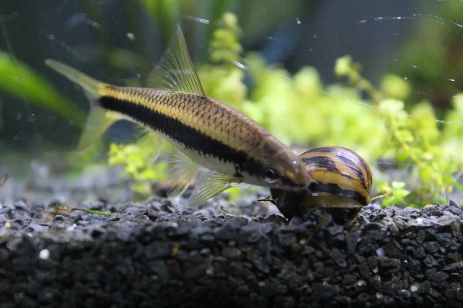 Siamese-Algae-Eater 09
