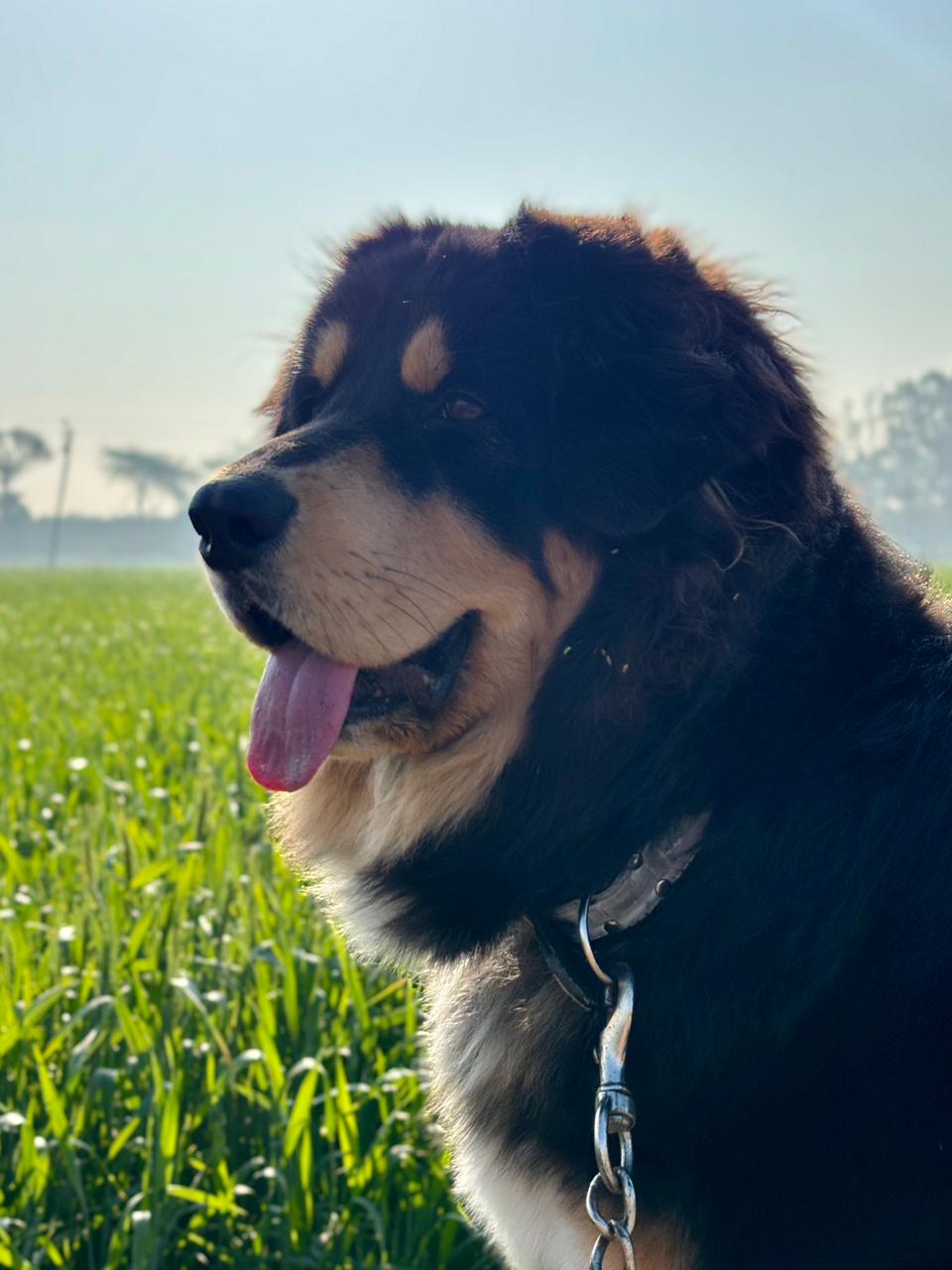 Chien de berger de l'Himalaya