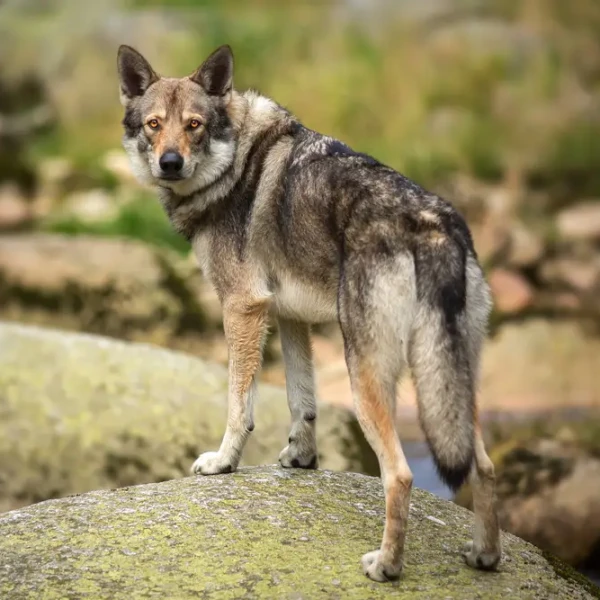 Saarloos-Wolfdog 01