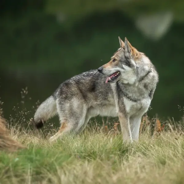 Saarloos-Wolfdog 02