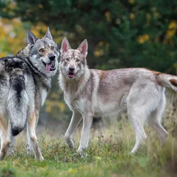 Saarloos-Wolfdog 03