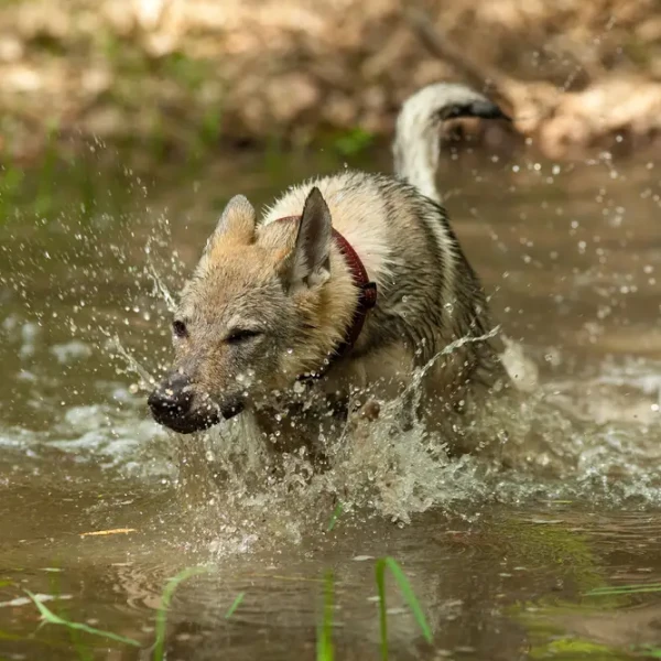 Saarloos-Wolfdog 04