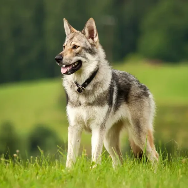 Saarloos-Wolfdog 05