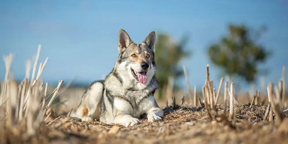 Saarloos-Wolfdog 06