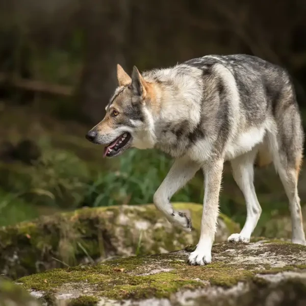 Saarloos-Wolfdog 08