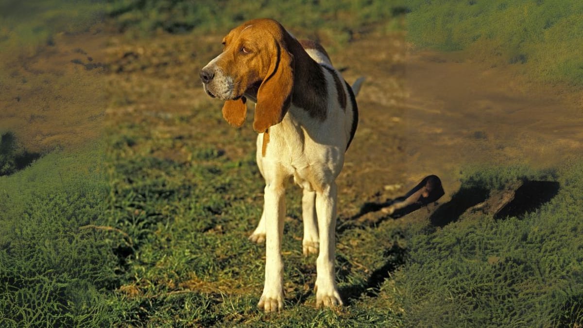 Saint-Germain-Pointer 01