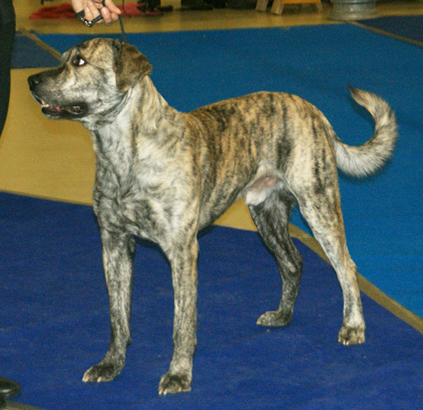 Saint-Miguel-Cattle-Dog 01