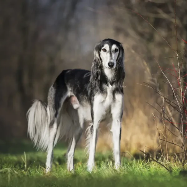 Saluki 01