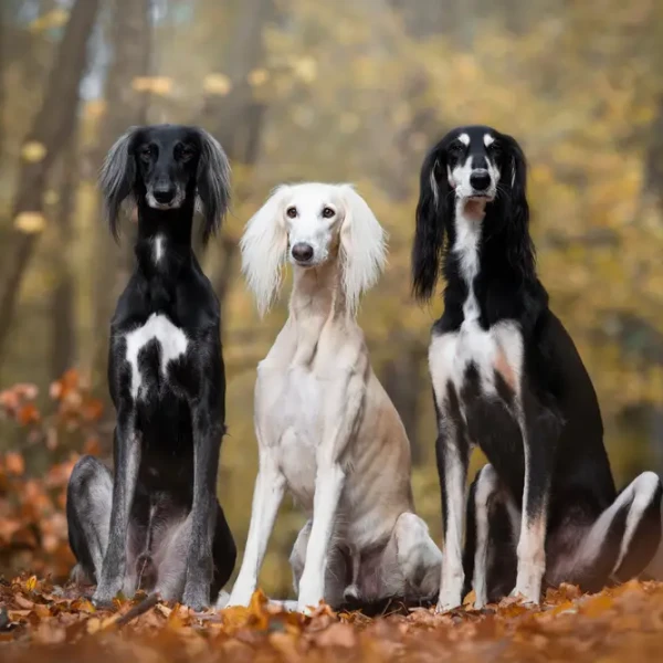 Saluki 02