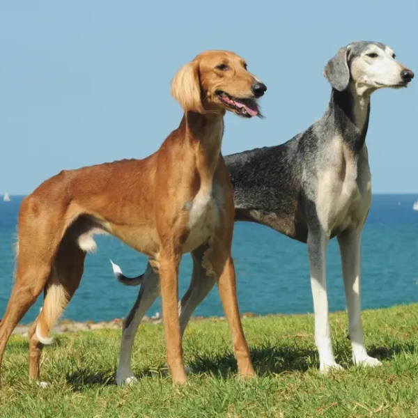 Saluki 03