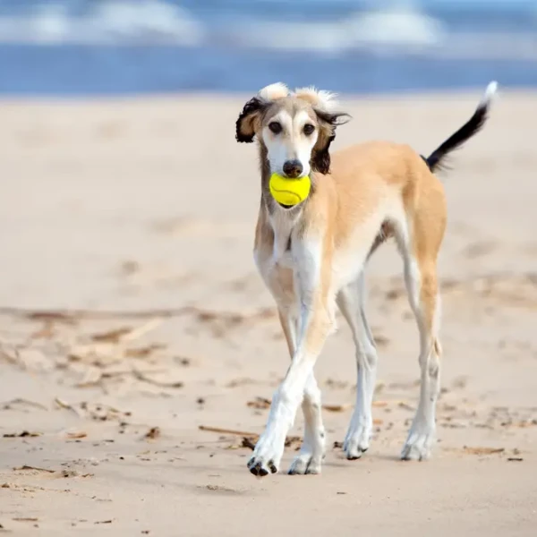 Saluki 04