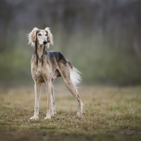 Saluki 05