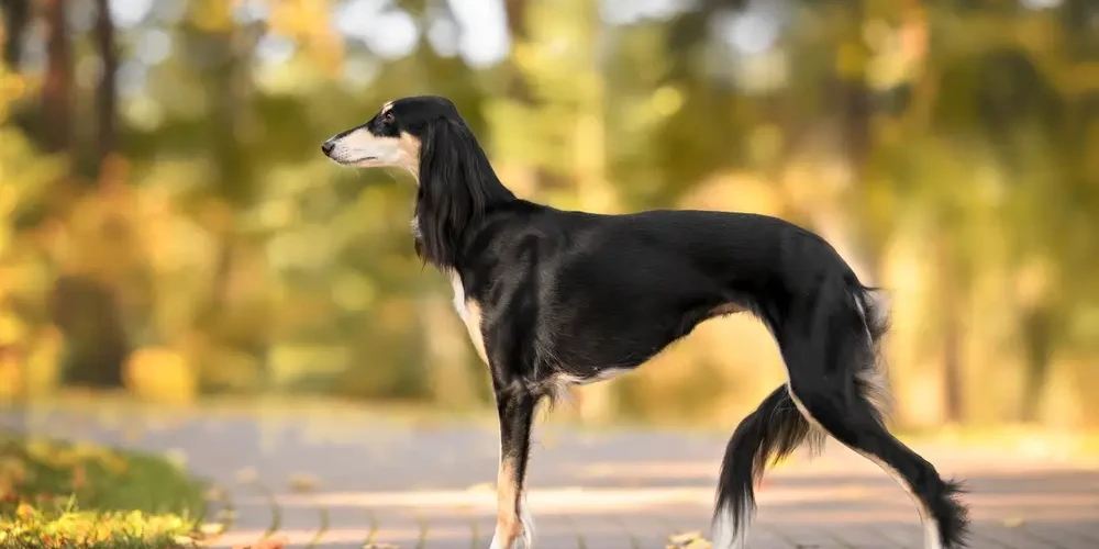 Saluki 06