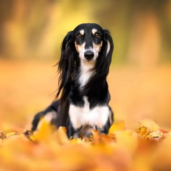 Saluki 07